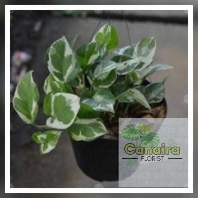 

Terlaris Bibit Tanaman Hias Sirih Varigata Hiwjjo 7231Mh