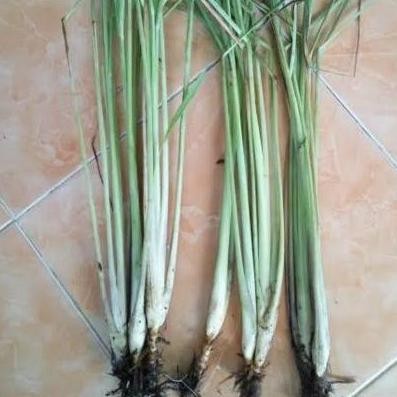 

Terlaris Bibit Tanaman Sereh - Serai Tanaman Bumbu Dapur - Serai Wangi New Stok