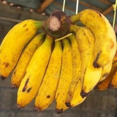 

Terlaris Bibit Tanaman Buah Pisang Raja Sereh Unggul Supeerr