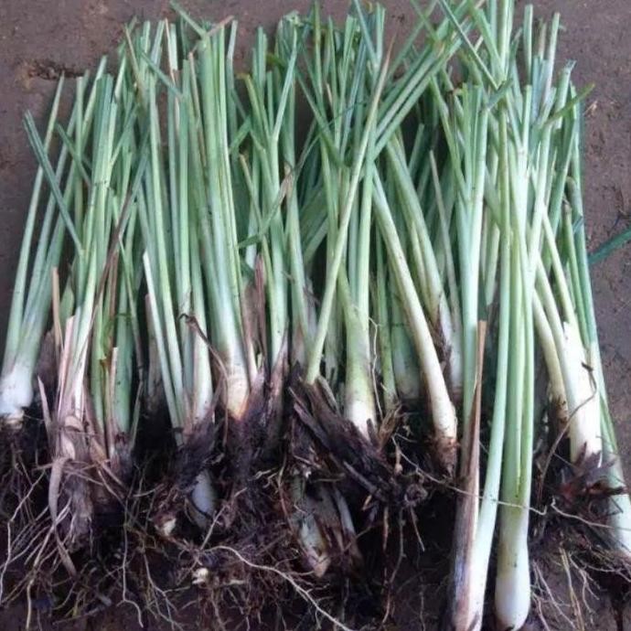 

Terlaris Artificial Bibit Sereh Putih Bisa Cod