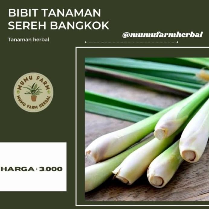 

Terlaris Bibit Tanaman Sereh Bangkok