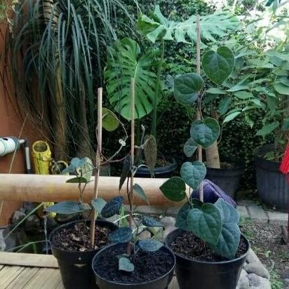 Terlaris Bibit Daun Sirih Hitam Wulung
