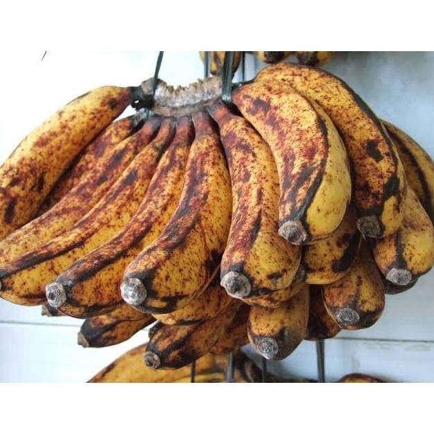 

Terlaris Bibit Pisang Raja Sereh Ymmtrh 9366Nx