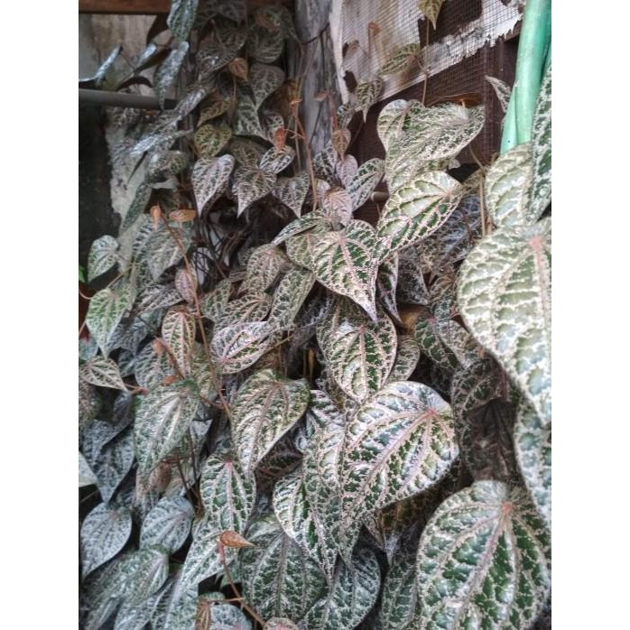 

Terlaris Sedia 10 Bibit Tanaman Suruh Sirih Merah/ Bibit /Biji / Benih Terbatas