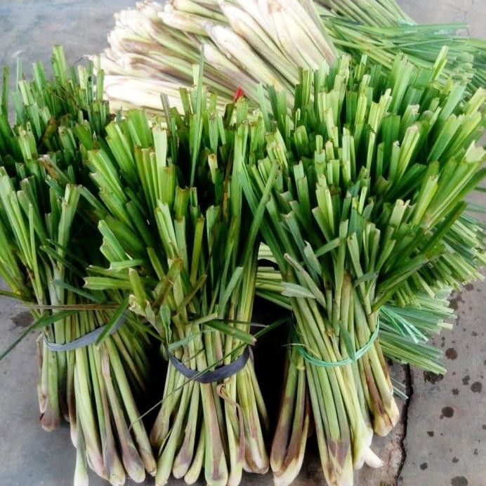 

Terlaris Bibit Sereh Serai Putih 500 Gram