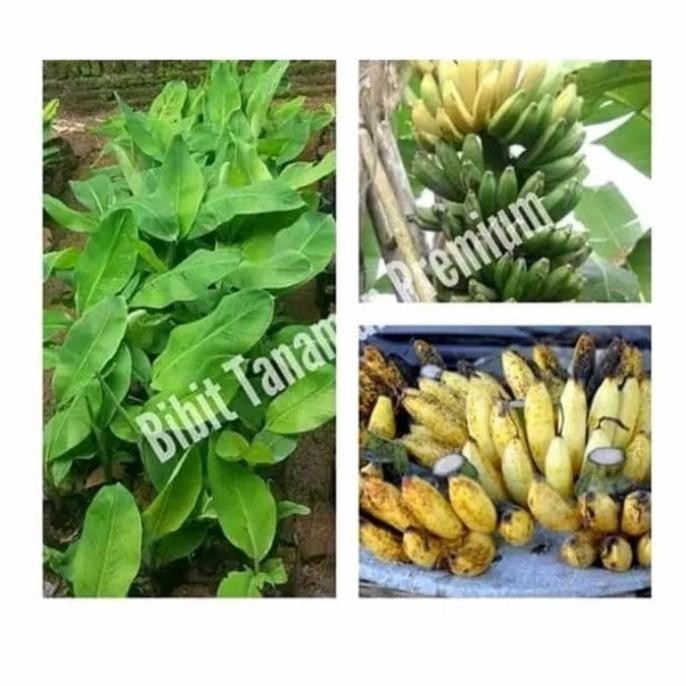 

Terlaris Terlaris Bibit Tunas Pohon Pisang Raja Sereh Garing Termurah Oyee