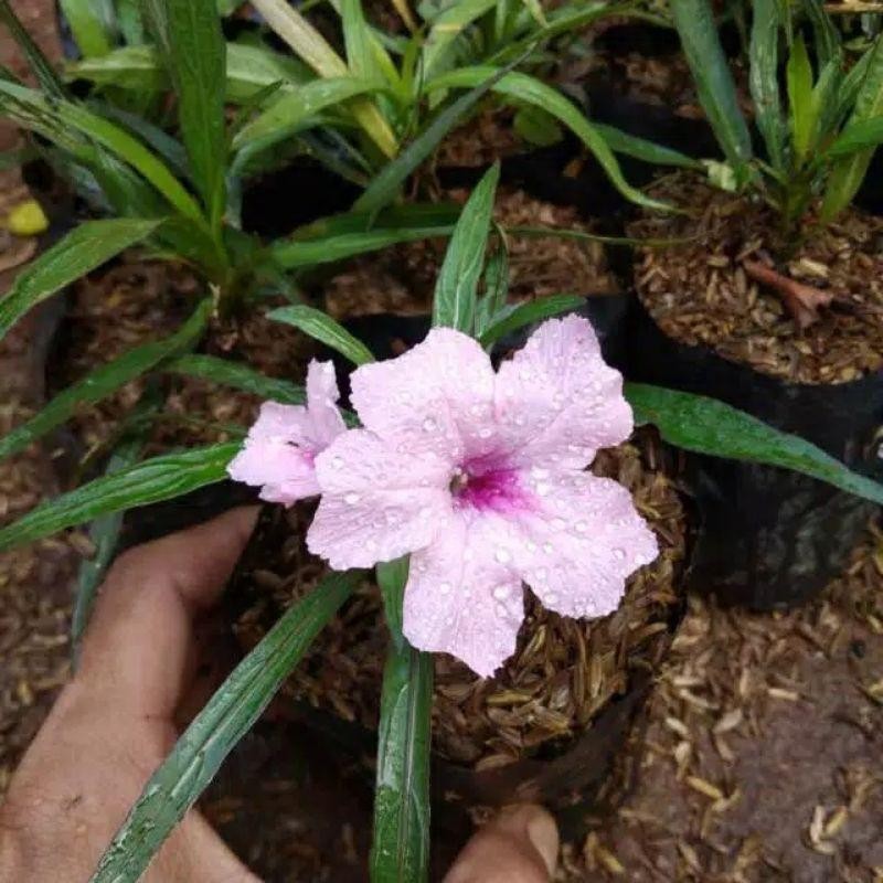 Tanaman Hias Rawelia Mini Bunga Pink