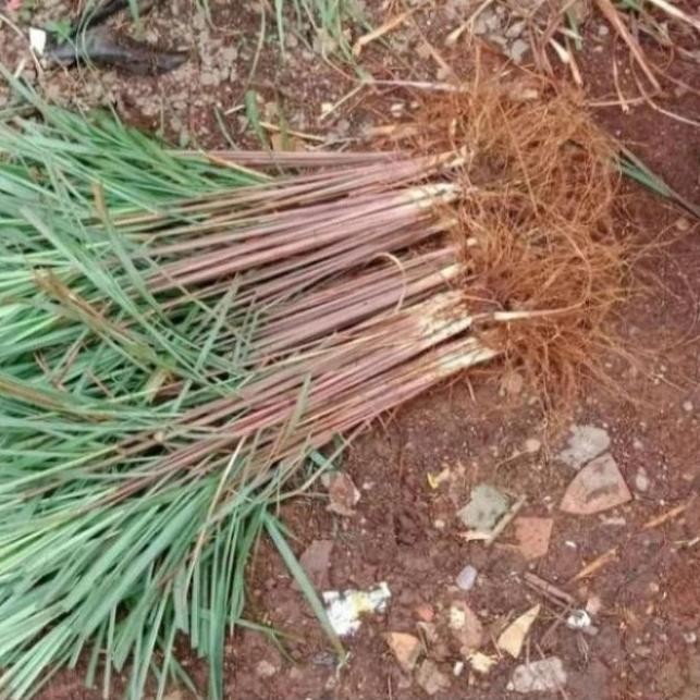 

Terlaris Bibit Pohon Sereh Wangi/ Sereh Merah