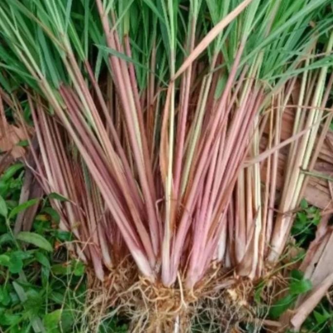 

Terlaris Bibit Batang Sereh Wangi/ Sereh Merah Per 10 Kg