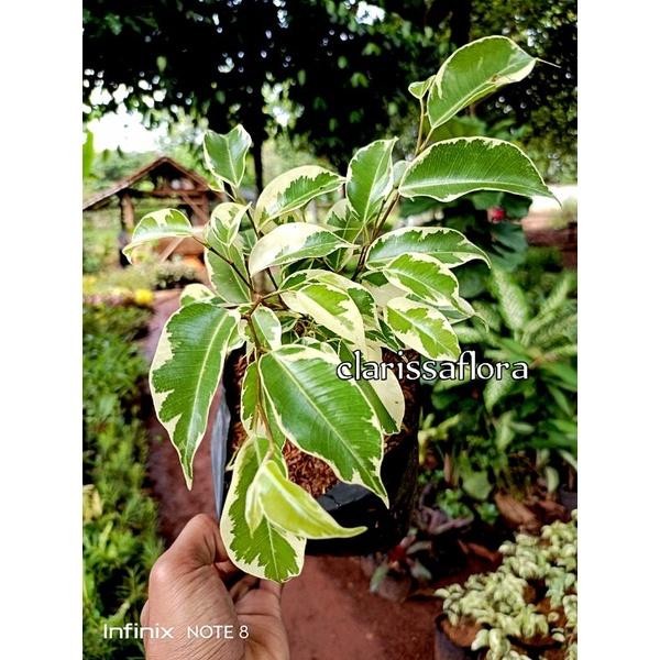 Tanaman Hias Beringin Variegata - Pohon Beringin Variegata