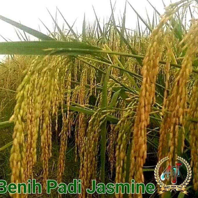 

Terlaris Bibit Padi Jasmine Super Unggul Berkualitas 1 Kg - Tahan Jamur, Malai Panjang, Rasa Enak