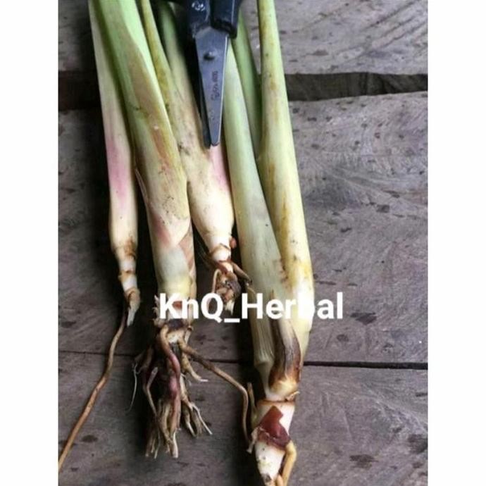 

Terlaris Bibit Sereh Bangkok Super Sereh Gajah 1Kg Siap Tanam