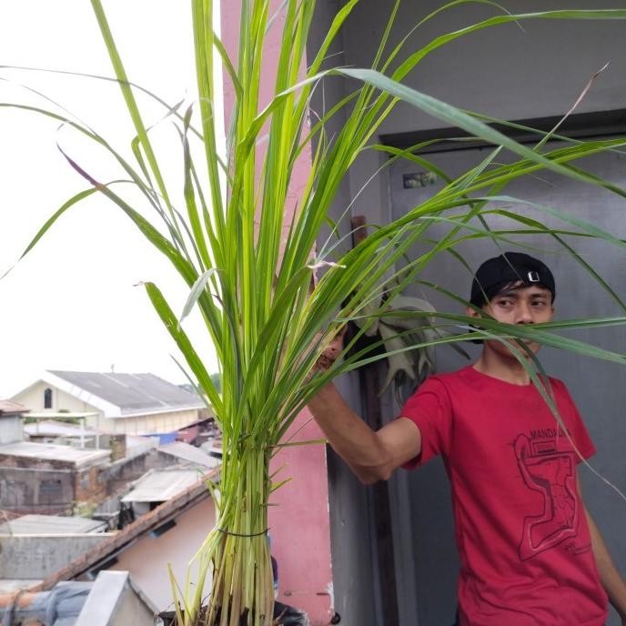 

Terlaris Readyyy Bibit Tanaman Sereh Hidup, Bumbu Dapur Sereh,Obat Tradisional