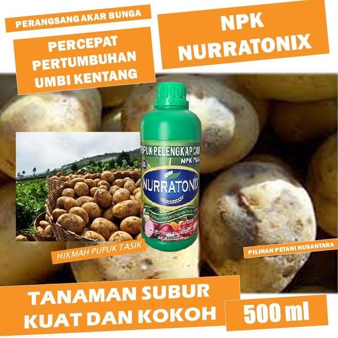 

Terlaris Pupuk Ajaib Perbanyak Buah Kentang Npk Nurratonix 500 Ml Panen Kentang Lebih Banyak Dan Besar, Pupuk Npk Cair Paling Manjur Tinggal Semprot Langsung Lebat