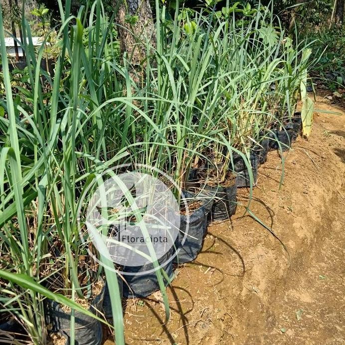 

Terlaris Bibit Pohon Sereh Sayur - Tanaman Sereh Rempah Untuk Masak