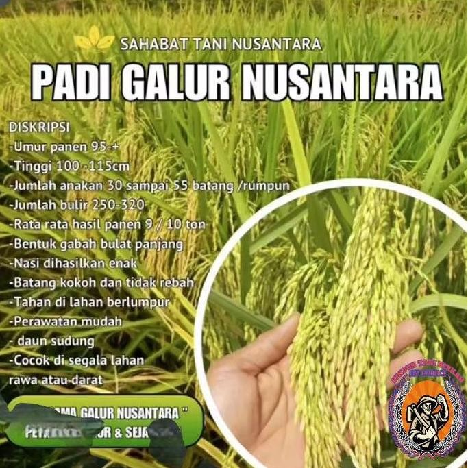 

Terlaris Benih Padi Galur Nusantara Tahan Hama Dan Penyakit