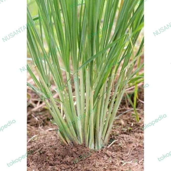 

Terlaris Jual Bibit Sereh Wangi Bumbu Dapur - Siap Ditanam