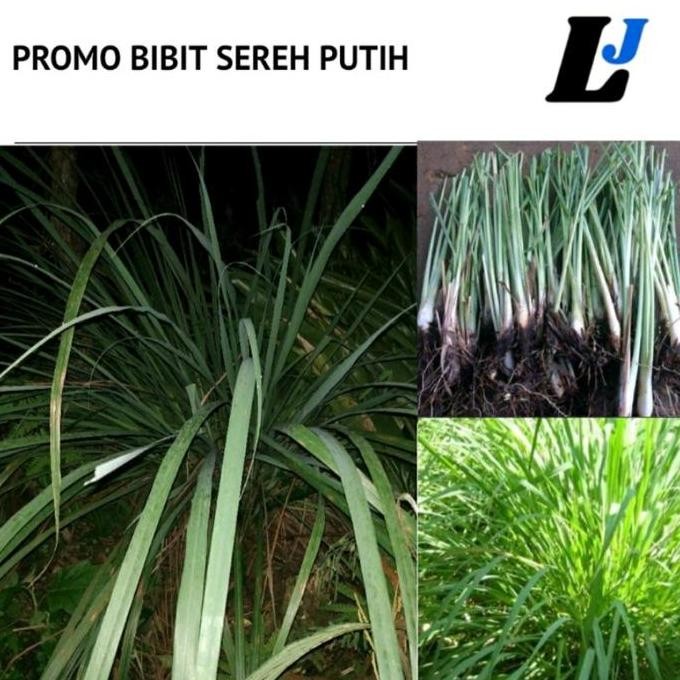 

Terlaris Bibit Sereh Putih Buat Masak Beli 5 Gratis 1