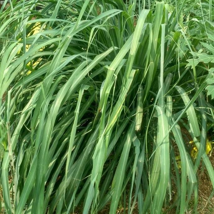 

Terlaris Pusat Bibit Sereh Wangi Tanaman Pengusir Nyamuk Dan Serangga Dan Ular