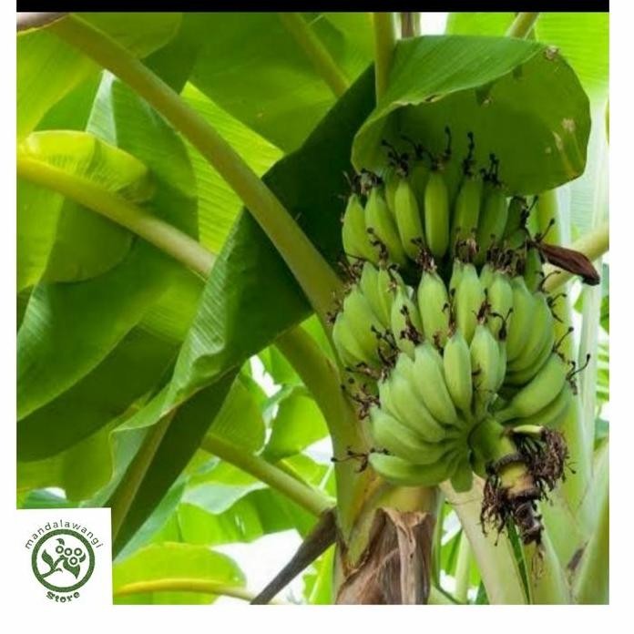 

Terlaris Paket 5 Bibit Pisang Raja Sereh Unggulan Murah