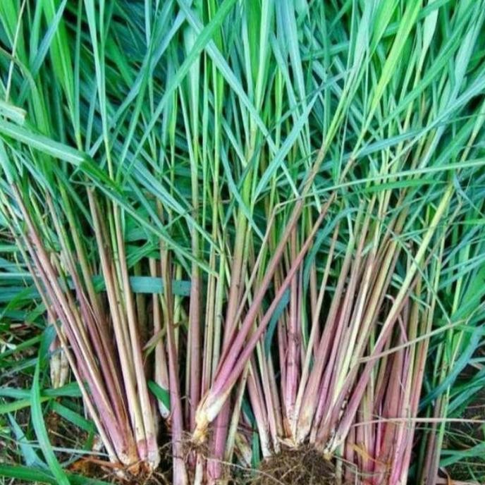 

Terlaris Bibit Benih Sereh Wangi / Serai Merah Siap Tanam