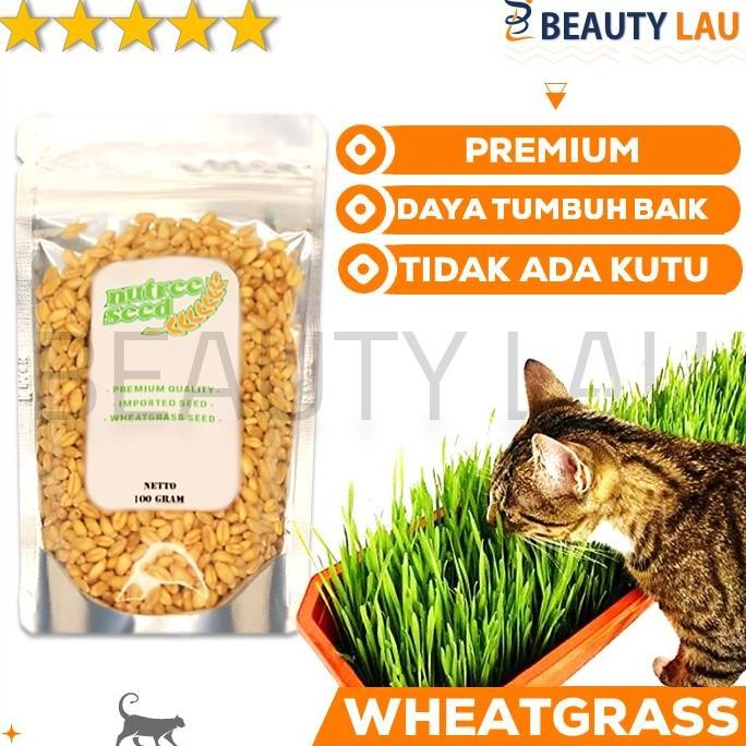 

Terlaris Benih Rumput Gandum Kucing 100Gr Bibit Wheatgrass Microgreen Seed