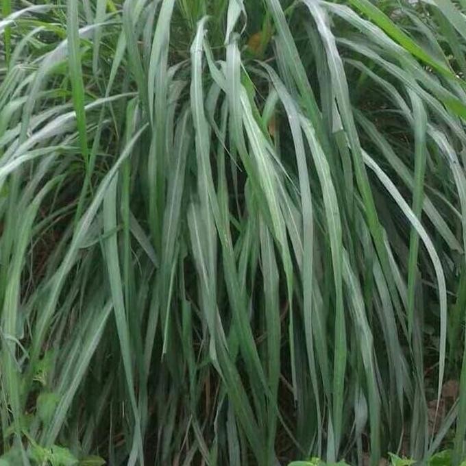 

Terlaris (Promo) Bibit Sereh Merah / Wangi / Serai Lanang Jaminan Organik 100%