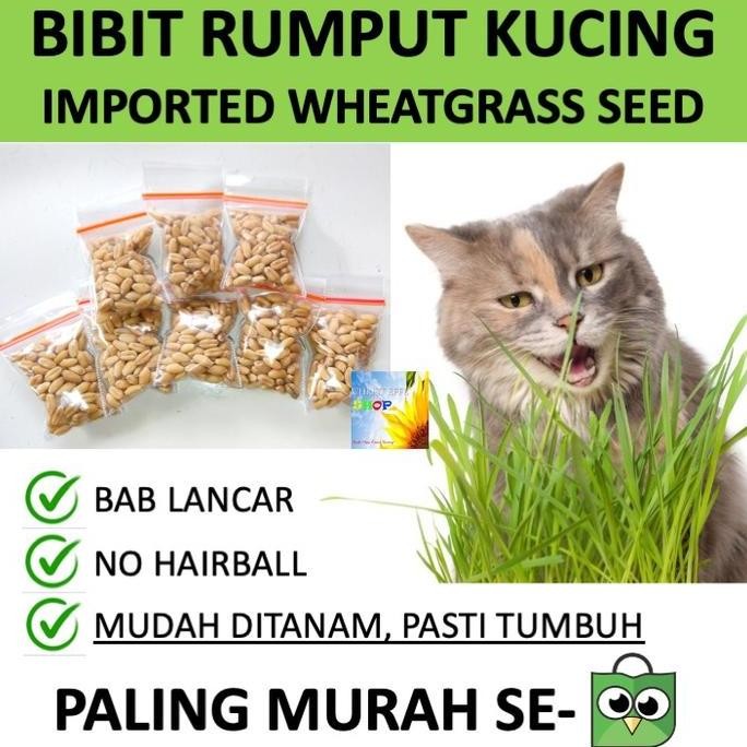 

Terlaris [Paling Murah] Benih Bibit Rumput Kucing Wheatgrass Cat Grass Gandum