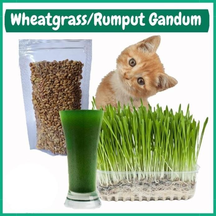 

Terlaris Benih Biji Bibit Tanaman Rumput Gandum Wheatgrass Organik Kucing
