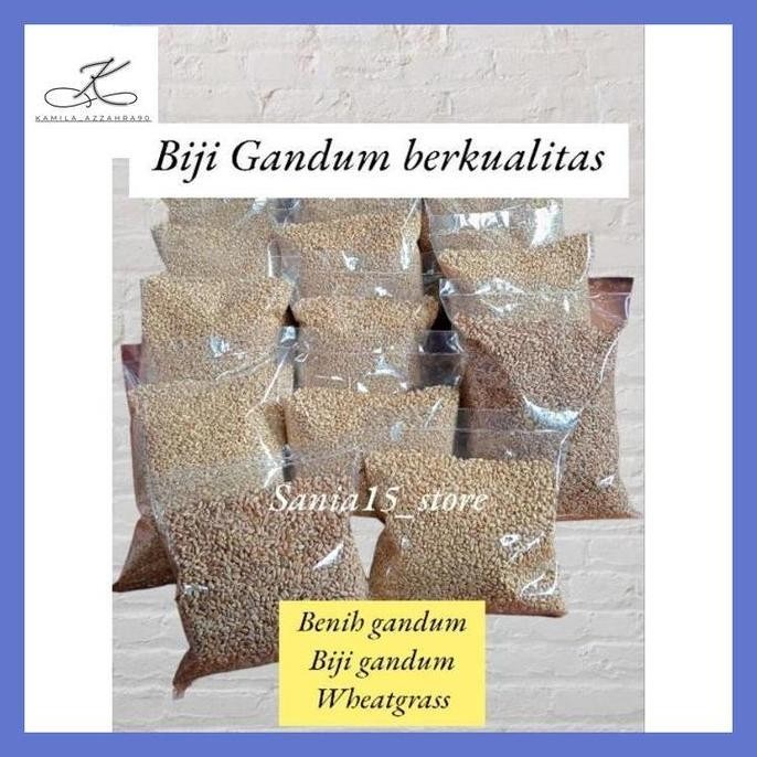 

Terlaris Kazz** 1 Kilogram Biji Gandum-Benih Gandum-Wheat Grass