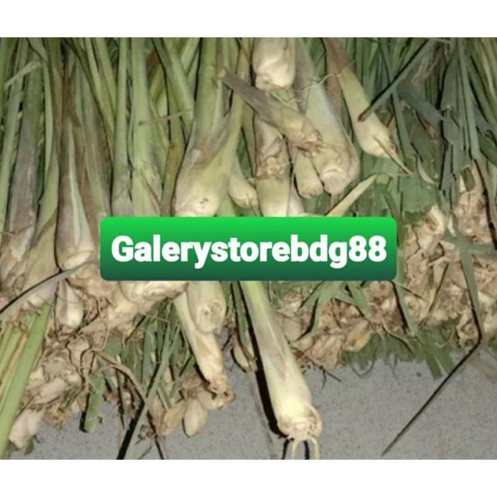 

Terlaris Bibit Sereh Gajah Sereh Bangkok Sereh Jumbo Isi 10 Pohon Hgrjjd 8928Wt