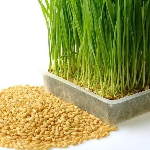 

Terlaris Benih Wheat Grass / Wheatgrass Seed / Biji Rumput Gandum 250 Gram .