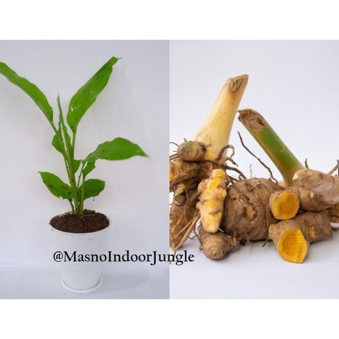 

Terlaris Tanaman Herbal Temulawak - Bibit Tanaman Obat Temulawak - Bibit Temulawak