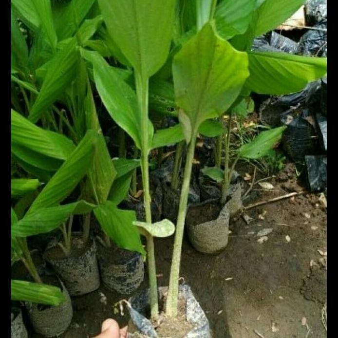 

Terlaris Bibit Temulawak Herbal / Tanaman Temulawak Herbal Banyak Khasiat
