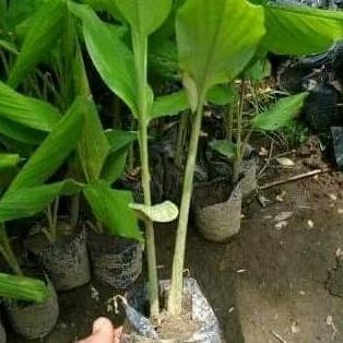 

Terlaris Bibit Temulawak Murah Banyak Manfaat Kualitas Super