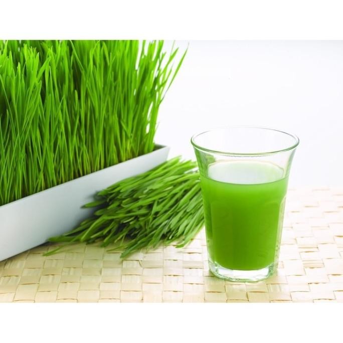 

Terlaris New Biji Benih Bibit Wheat Grass (Rumput Gandum)