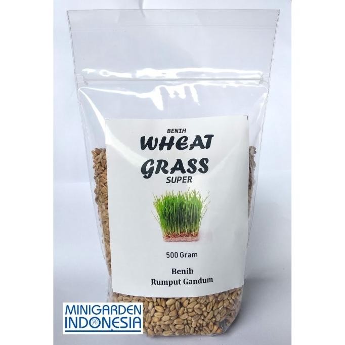 

Terlaris 500 Gram Bibit Benih Wheat Grass Rumput Gandum Bisa Diminum