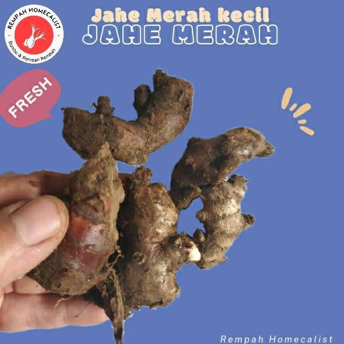 

Produk Baru!! Jahe Merah Kecil segar 1kg Rempah Minuman Tradisional