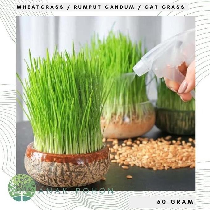 

Terlaris Benih Bibit Biji - Wheatgrass Wheat Cat Grass Rumput Gandum Seeds - (50Gr) - Aneka Pohon