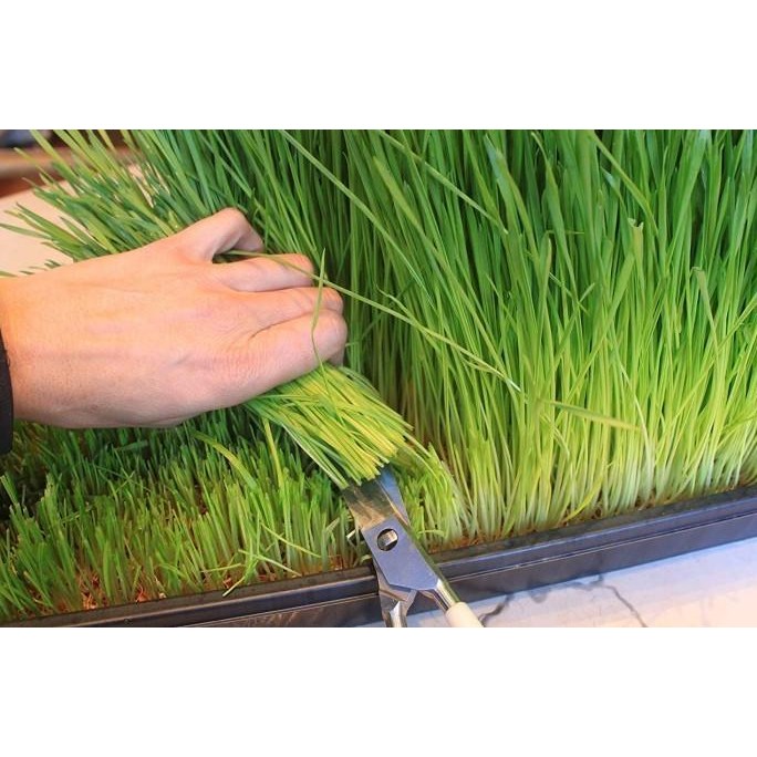 

Terlaris Um(1) Benih Wheat Grass / Wheatgrass Seed / Biji Rumput Gandum - 250 Gram