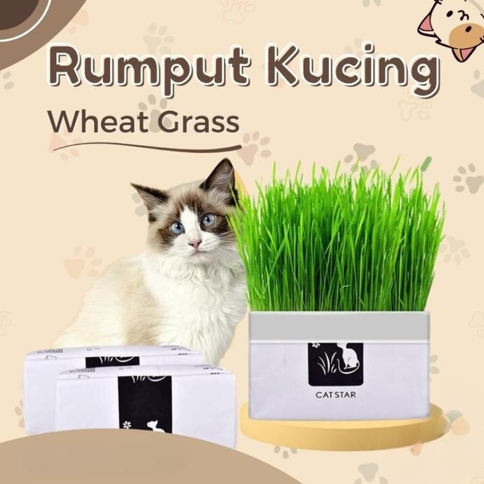 

Terlaris Diy Wheatgrass Rumput Gandum Kucing Bibit Benih Biji Cat Kitten 50 Gr