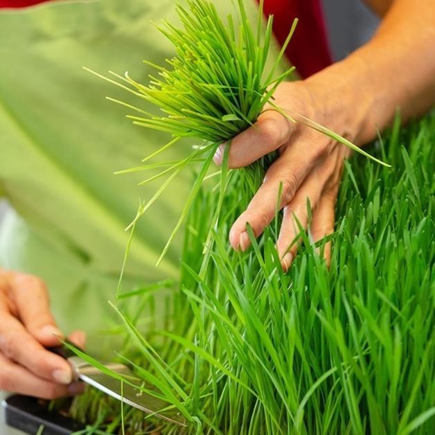 

Terlaris Bacter9 Benih Seribuan - 5Gr Benih Bibrumput Gandum Herb Dan Cat Grass