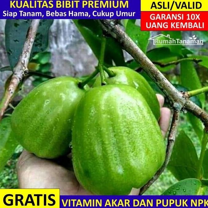 

Bibit Jambu Air Kiojok asli bergaransi, Pohon Jambu air Kyojok valid