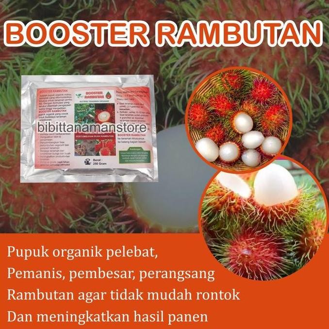 

Pupuk Organik Pelebat Buah dan Booster Rambutan Cepat Berbuah Lebat