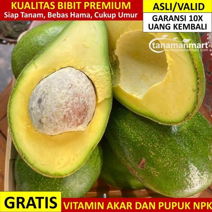

Bibit Alpukat Mentega Asli Bergaransi, Pohon Alpokat Okulasi Valid