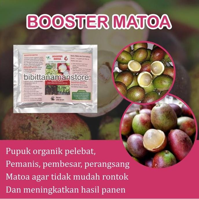 

Pupuk Organik Pelebat Buah dan Booster Matoa Cepat Berbuah Lebat