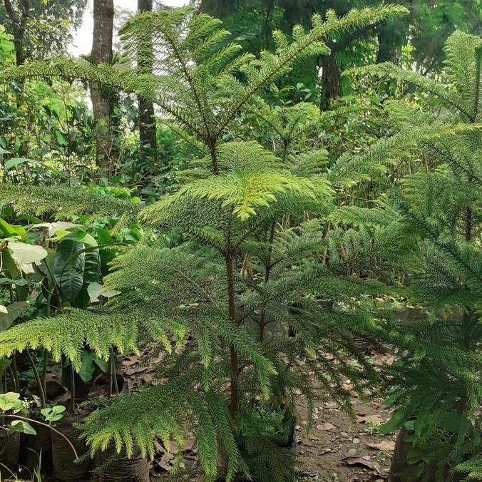 

Bibit Pohon Cemara Norfolk - Tanaman Cemara - Pohon Cemara Norfolk