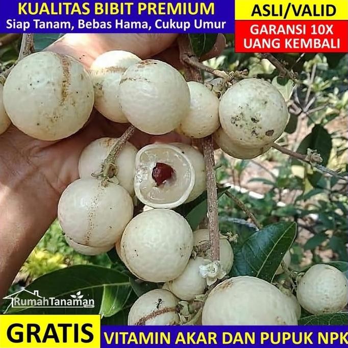 

Bibit Kelengkeng Matalada Asli Bergaransi, Pohon lengkeng okulasi