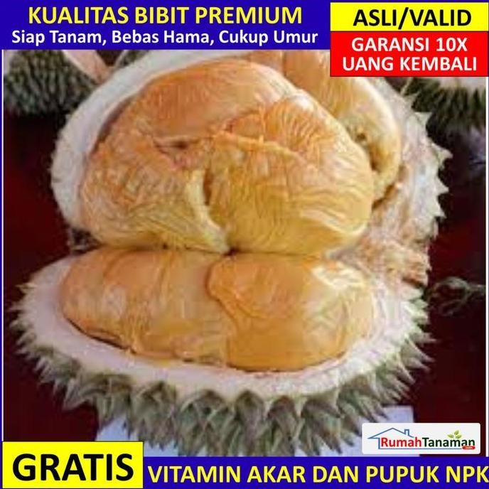 

Bibit Durian Duri Hitam Unggul Bergaransi, Pohon Durian Ochee Okulasi