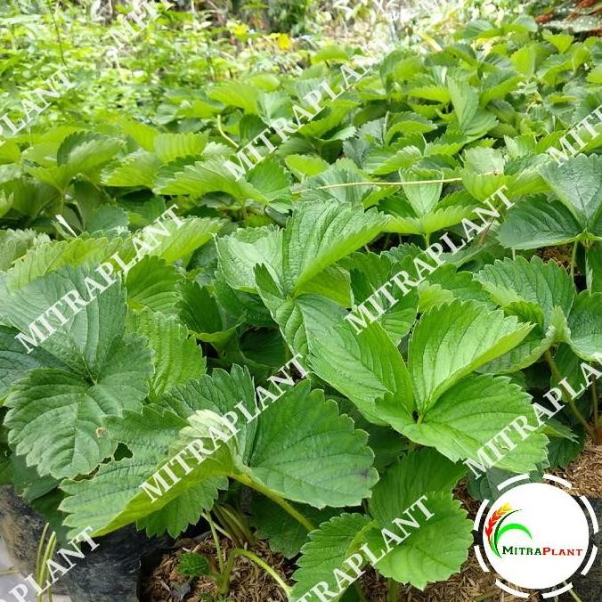 

Paket 10 Bibit Pohon Strawberry Jumbo - Tanaman Buah Strawberry Giant